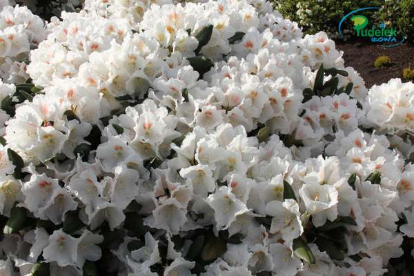 Rhododendron Apollonia